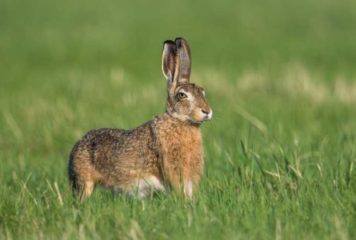 Chasse à courre au lièvre