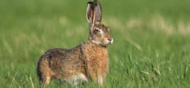 Chasse à courre au lièvre