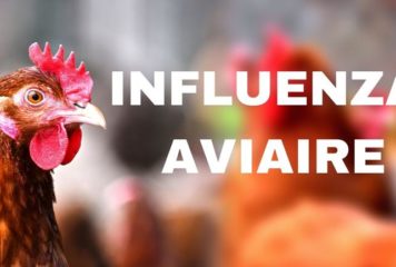 Influenza aviaire