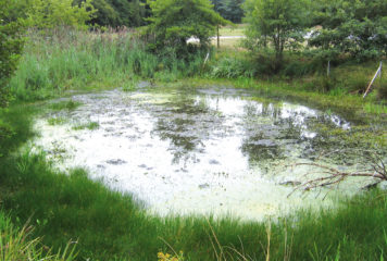 Inventaire des Mares en Poitou-Charentes