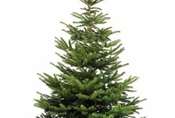 Sapins de Noël 2023