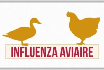 Passage en risque élevé influenza aviaire IAHP